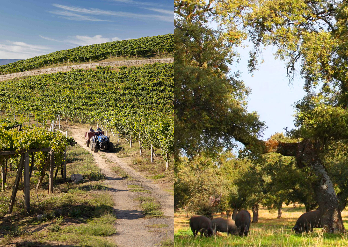 Los Territorios que dan Nombre al sabor: viaje por las DO
