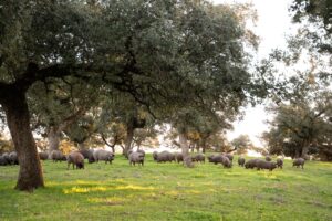 Cerdos ibéricos en libertad en dehesas DOP Los Pedroches entre encinas