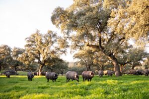 Cerdos ibéricos pastando en libertad en dehesas DOP Los Pedroches entre encinas