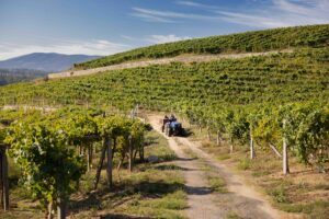 Tractor azul en viñedo Rías Baixas en ladera, vino D.O. Rías Baixas