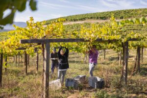 Vendimia en viñedo Rías Baixas con tres vendimiadores recogiendo uva albariño