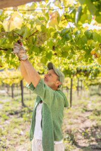 Vendimiador cortando racimos de uva albariño en viñedo Rías Baixas