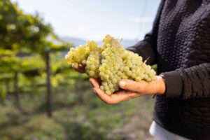 Manos sosteniendo racimos de uva albariño recién vendimiados en viñedo Rías Baixas