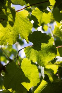 Hojas de parra albariño a contraluz en viñedo Rías Baixas junto al mar gallego