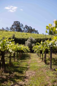 Hilera de cepas en viñedo Rías Baixas con olivo al fondo, vino D.O. Rías Baixas