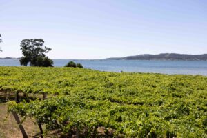 Viñedo Rías Baixas junto a la ría con árbol solitario y vino D.O. Rías Baixas