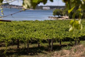 Viñedo Rías Baixas con vistas a la ría gallega, origen del vino D.O. Rías Baixas