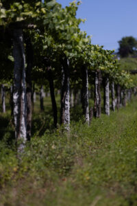 Hilera de cepas en viñedo Rías Baixas, origen del vino albariño D.O. Rías Baixas