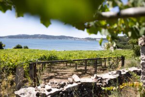 Viñedo Rías Baixas con muro de piedra y ría al fondo, vino D.O. Rías Baixas