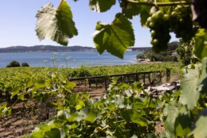 Racimos de uva albariño en viñedo Rías Baixas con vistas a la ría gallega