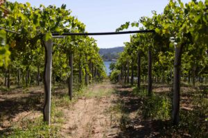 Emparrado de viñedo Rías Baixas con pasillo hacia la ría, vino D.O. Rías Baixas