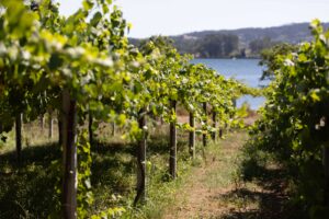 Viñedo Rías Baixas junto una ría gallega, origen del vino albariño D.O. Rías Baixas