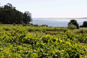 Viñedo Rías Baixas con ría al fondo y vegetación costera, vino D.O. Rías Baixas