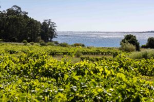 Viñedo Rías Baixas frente a la ría con reflejos del sol en el agua