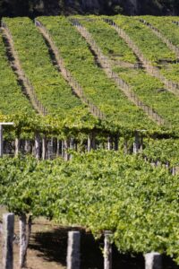 Viñedo Rías Baixas en ladera con hileras de cepas, vino D.O. Rías Baixas