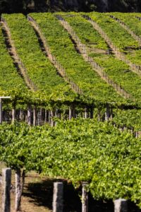 Hileras geométricas de cepas en viñedo Rías Baixas en ladera, vino D.O. Rías Baixas