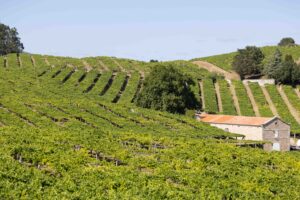 Viñedo Rías Baixas en ladera con bodega de piedra, vino D.O. Rías Baixas