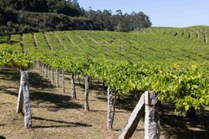 Viñedo Rías Baixas en ladera con cepas apoyadas en postes de piedra