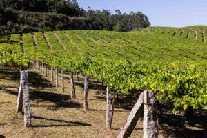 Cepas bajas con postes de piedra en viñedo Rías Baixas en ladera