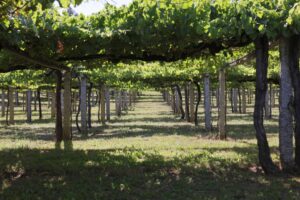 Bajo el parral de un viñedo Rías Baixas, origen del vino albariño D.O. Rías Baixas