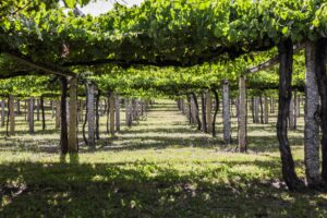 Interior del parral de un viñedo Rías Baixas con pasillo central hacia el sol