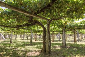 Emparrado tradicional gallego en viñedo Rías Baixas con racimos de albariño