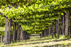 Pasillo al atardecer bajo el parral de un viñedo Rías Baixas gallego
