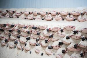 Perniles de cerdo ibérico en salazón para jamón DOP Los Pedroches